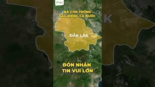 Bà con trồng sầu riêng cả nước đón nhận tin vui lớn #sinhhocchaua #asia #saurieng #sauriengmientay
