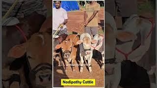 Nadipathy cattle #youtube #viral #reels #miniature #trend #youtube #pmo #yt #sanatandharma #farming