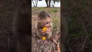 Cute baby monkey being fed fruit #funny #animal #babymonkey
