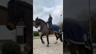 Rat Dance but make it horsie  #horse #equestrain #short #viral