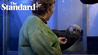 Bristol's 'otter woman' brought to tears as she meets sea otters at Sea Life Birmingham