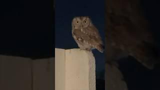 This owl was not happy with this girl’s comments 