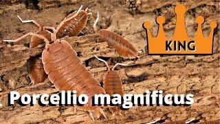 Porcellio magnificus The best isopod