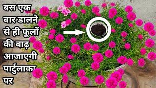 Best fertilizer for portulaca||Fertilizer for Moss rose||Best organic fertilizer for portulaca.