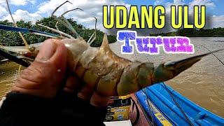 Seronoknya bang kau mancing udang galah‼️