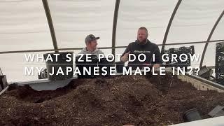 What Size Pot Do I Plant My Japanese Maple In? - JAPANESE MAPLE