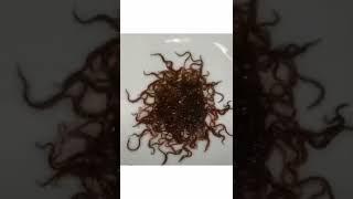 who know what they are? plz subscribe my channel 