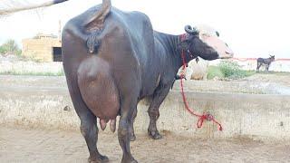 علی گجر بھوآ ایک بلکل سجری سوئی بھینس ایک گائے برائے فروخت21جولائی2024 apna surkyian channel