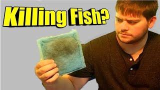 Why an Aquarium Filter Cartridge Replacement Is Killing Your Fish