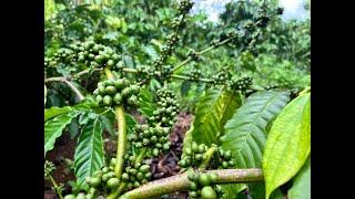 CANH TÁC THÔNG MINH: CHĂM SÓC CÀ PHÊ THÔNG MINH GIAI ĐOẠN ĐẦU MÙA MƯA TẠI LÂM ĐỒNG
