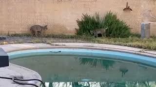 wildcats playing in my back yard
