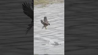 Peregrine Falcon causes a duck to crash. But the Duck manages to get away..#falcon #peregrinefalcon