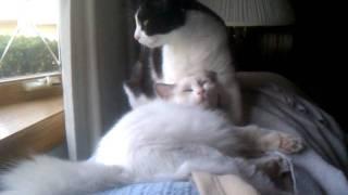 Cute Ragdoll kitten falls asleep on cat