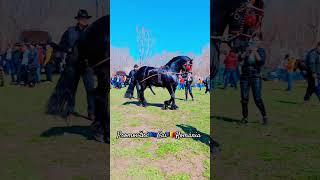 @PromovariCaiRomania #horseshow #horse #horselover #stallion #stallions #cai #armasari #cal #fy