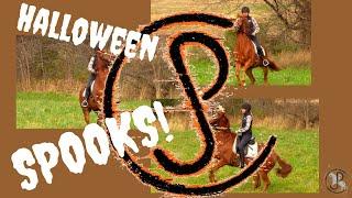 Spooky Horse!?! How To Handle It!
