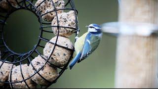  Vögel füttern von Sommer bis Winter ️️ Tipps vom Experten zur Ganzjahresfütterung