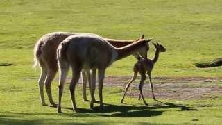 Baby vicuña takes first steps at Kolmården Zoo