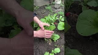 #shorts #lifehacks #дача#огород#урожай#капуста
