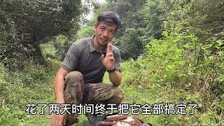 子威家蜂场虎头蜂肆虐，历时两天跋山涉水，终于找到今年最大蜂窝