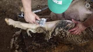 Método de Esquila en la Ganaderia Merina Ortiz