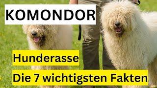 Komondor Hunderasse  Die 7 wichtigsten Fakten im Hundeportrait