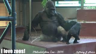 Philadelphia Zoo Gorilla Family - Daddy in Charge