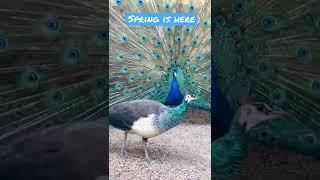 Fakir and Laila at pds #peacockdance | peacocks