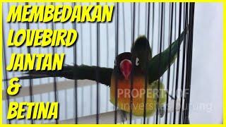 Cara membedakan jenis lovebird jantan dan betina