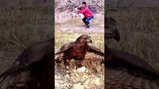 A dangerous moment of eagle hunting, rare to see, a thrillin
