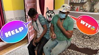 Cheeni se Dargye  Funny Dog Video || Rottweiler Dog || Husky Dog || Review reloaded