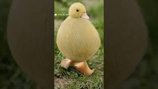 baby duck #viralshorts #youtube #dack #funny #pikaart