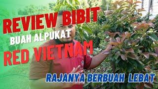 Review Bibit Buah Alpukat Red Vietnam Rajanya Buah Lebat