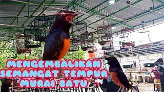 SIMULASI LOMBA murai batu  !! mental murai batu terlatih garang di gantangan  !!