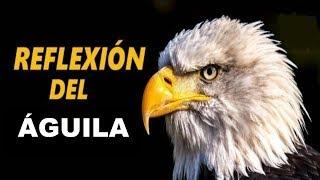 APRENDIENDO DEL ÁGUILA