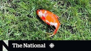 #TheMoment a goldfish mysteriously appeared on a doctor's lawn