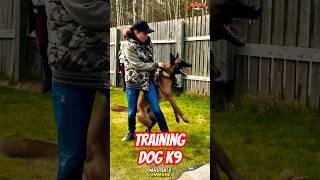 Training Dog Police ️#puppy #malinois #becgie #germanshepherd