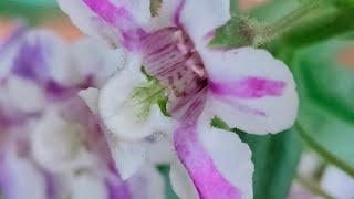 Angelonia || Summer Snapdragon