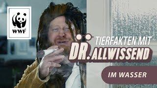 Können fische Seekrank werden? Lustige Tier-Fakten mit Dr. Allwissend | WWF Deutschland