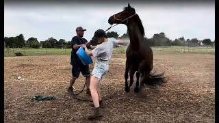 My New Horse Is Terrified!! How Can I Move Forward??