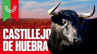 CASTILLEJO DE HUEBRA | TOROS 2023 