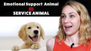 Emotional Support Animal or Service Animal?