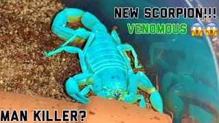 Kid buys one of the most VENOMOUS scorpions in the world - Androctonus (All of my pets pt3)