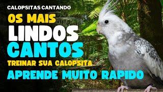 CALOPSITA CANTANDO 1 HORA DE CANTO DE CALOPSITAS Para treinar Sua Calopsitas Assobio de Calopsitas