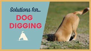 Solutions For Dog Digging Holes