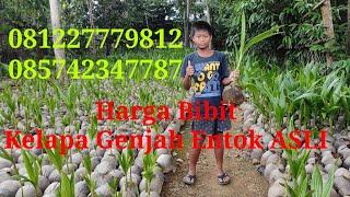 HARGA BIBIT KELAPA GENJAH ENTOK ASLI KEBUMEN, GENJAH ENTOK ASLI @AFFANBIBITPURWOREJO