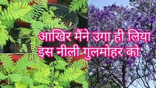 My blue jacaranda new update, how to grow blue jacaranda