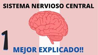 SISTEMA NERVIOSO CENTRAL  | MEJOR EXPLICADO