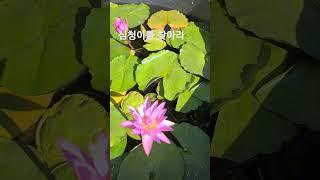 평택 농업기술센터     #연꽃  #심청 #평택시