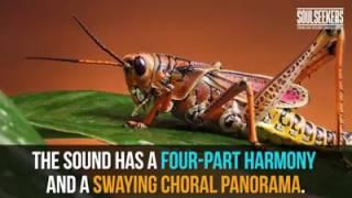 Cricket Symphony a Wonder of Nature