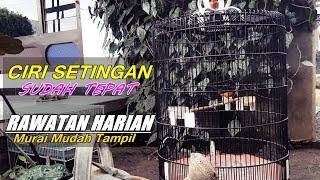 Ciri murai batu setingan sudah tepat untuk rawatan harian